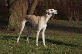 WHIPPET 396